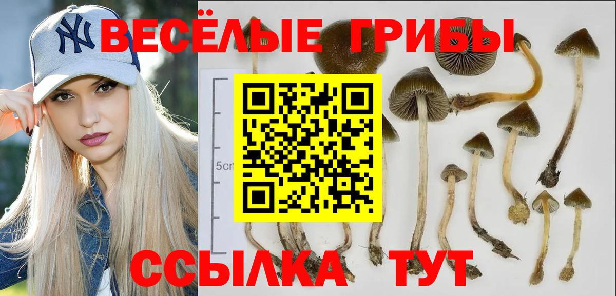 Галлюциногенные грибы Psilocybine cubensis Тавда
